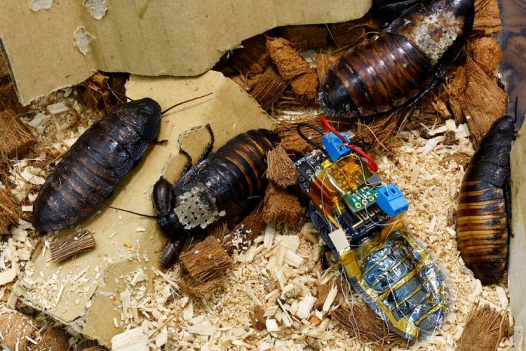 Японцы создали тараканов-киборгов для поиска людей под завалами после землетрясений