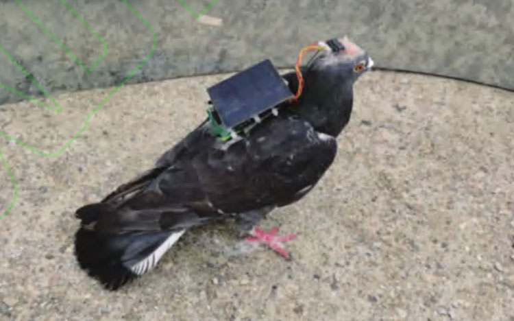 Учёные оснастили голубя мозговым имплантом с питанием от солнечной батареи&nbsp;— это добавило птице дистанционное управление