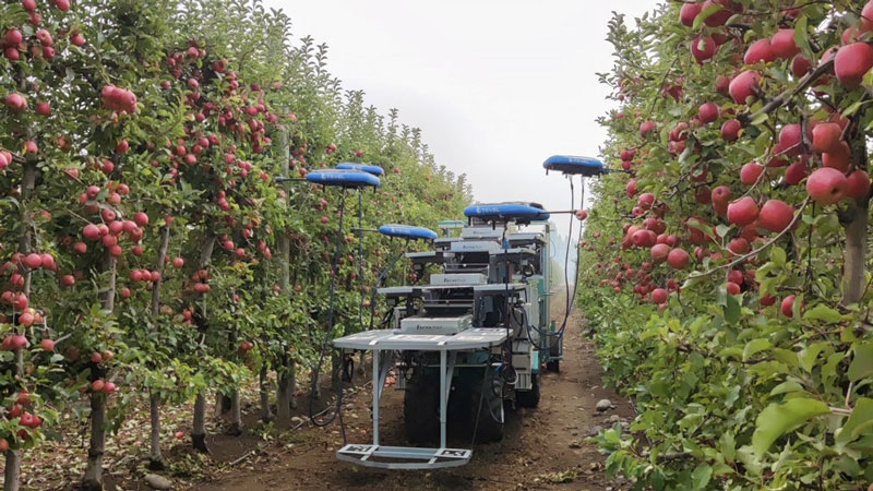 Будущее наступило: рой дронов с ИИ собирает спелые яблоки с помощью присосок