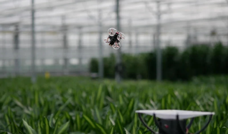 В Нидерландах предложили уничтожать насекомых-вредителей в теплицах с помощью мини-дронов, инфракрасных камер и ИИ